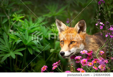 Portrait of cute red fox peeking through vibrant pink wildflowers in summer meadow 140644906