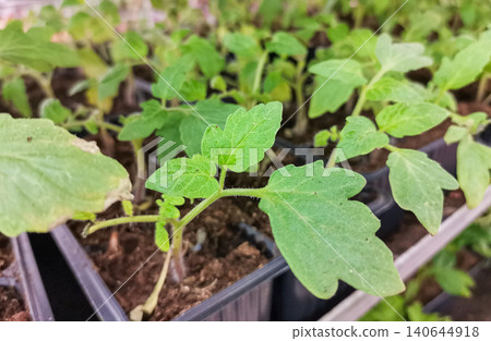 Young tomato plants growing in black plastic pots in greenhouse setting 140644918