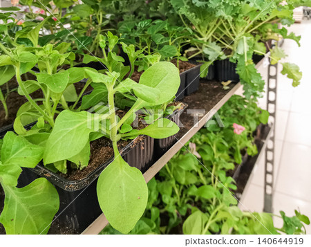 Green seedlings in black pots on display shelf at a garden center 140644919