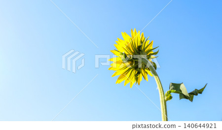 Sunflower blooming against clear blue sky, vibrant yellow petals visible 140644921