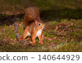 Curious Eurasian red squirrel foraging in autumn woodland 140644929