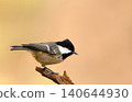 Portrait of a coal tit perched on a tree branch 140644930