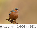 Portrait of a male Eurasian chaffinch perched on ta ree branch 140644931