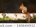 Red squirrel perched on birch log eating nut in forest 140644932
