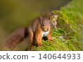 Portrait of a cute red squirrel standing on a mossy log 140644933