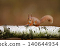 Portrait of a cute red squirrel (Sciurus vulgaris) standing on a birch tree branch 140644934
