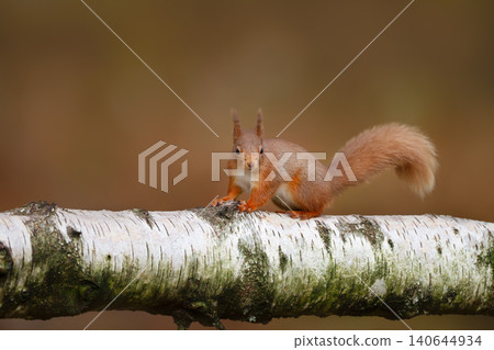 Portrait of a cute red squirrel (Sciurus vulgaris) standing on a birch tree branch Portrait of a cute red squirrel (Sciurus vulgaris) standing on a birch tree branch 140644934