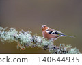 Eurasian chaffinch male perched on mossy tree branch 140644935