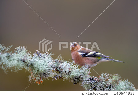 Eurasian chaffinch male perched on mossy tree branch Eurasian chaffinch male perched on mossy tree branch 140644935