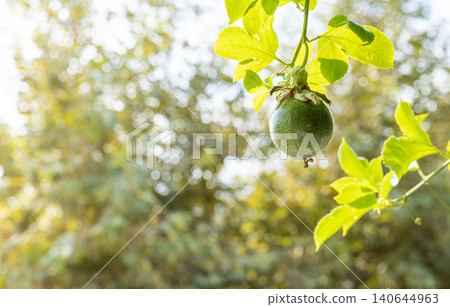 Green passion fruit hanging from vine with blurred foliage background Green passion fruit hanging from vine with blurred foliage background 140644963