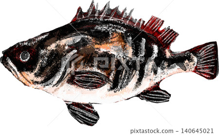 Illustration of a grouper 140645021