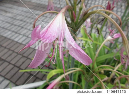 Withered purple Indian lily flowers Withered purple Indian lily flowers 140645150