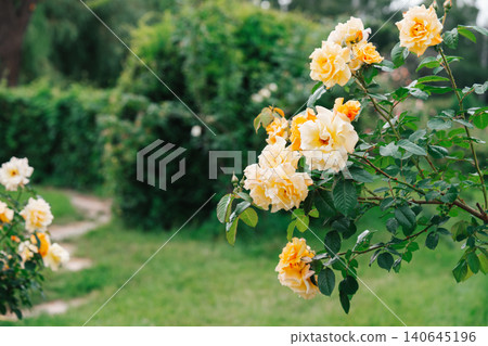 Colorful rose bush, tree with yellow blooming flowers in lush summer garden landscape background 140645196