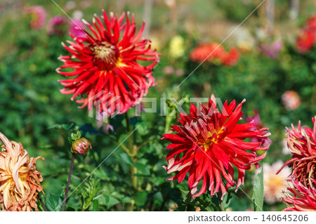 Red semi cactus dahlia flower blooming in sunny autumn garden background. Gardening, plant breeding Red semi cactus dahlia flower blooming in sunny autumn garden background. Gardening, plant breeding 140645206