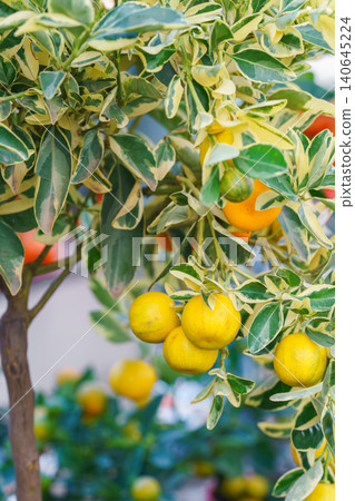 Potted Calamondin Citrus microcarpa tree with orange fruits in garden center greenhouse, flower shop 140645224