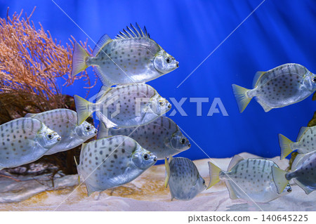 School of silver fish, Scatophagus argus or spotted scat, butterfish swimming on blue underwater 140645225