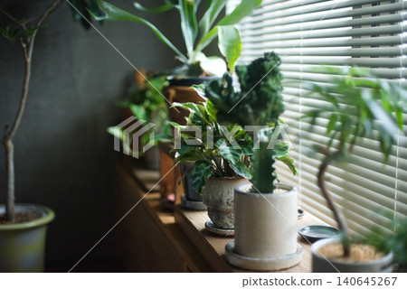 Potted plants lined up on a windowsill Potted plants lined up on a windowsill 140645267