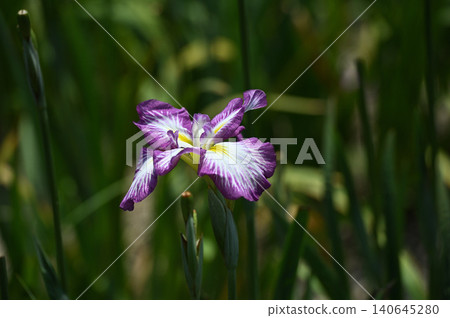 Purple irises blooming against a dark background Purple irises blooming against a dark background 140645280