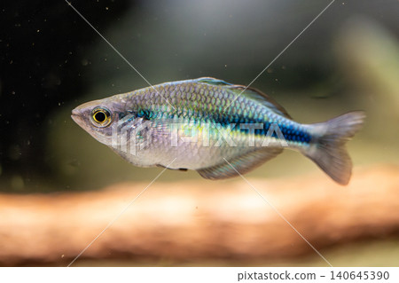 在川水水族館拍攝到的美麗的金屬藍色彩虹。 在川水水族館拍攝到的美麗的金屬藍色彩虹。 140645390