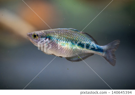 A beautiful metallic blue rainbow photographed at Kawasui Aquarium. A beautiful metallic blue rainbow photographed at Kawasui Aquarium. 140645394