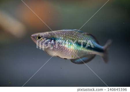 A beautiful metallic blue rainbow photographed at Kawasui Aquarium. A beautiful metallic blue rainbow photographed at Kawasui Aquarium. 140645396