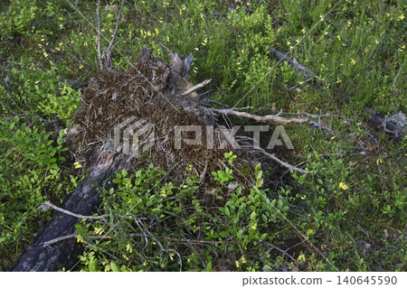 Weathered Uprooted Tree Stump on Mossy Forest Floor 140645590
