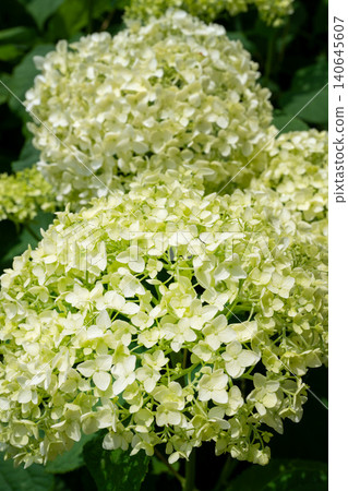 白色繡球花 白色繡球花 140645607
