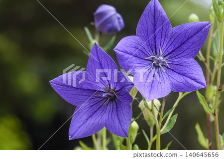 清冷的藍紫色花朵:風鈴草 清冷的藍紫色花朵:風鈴草 140645656