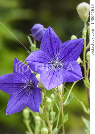 清冷的藍紫色花朵:風鈴草 清冷的藍紫色花朵:風鈴草 140645659