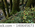 A wild berry-bearing Ardisia crenata plant stands against a backdrop of moss-covered trees. 140645673