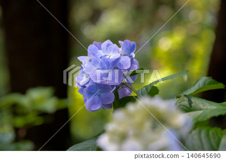 Blue-purple hydrangea flowers Blue-purple hydrangea flowers 140645690