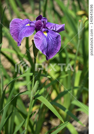 豎幅構圖中的紫色鳶尾花 豎幅構圖中的紫色鳶尾花 140645696