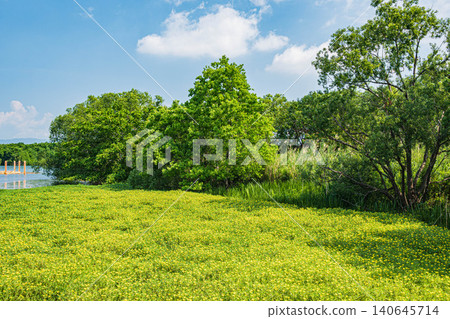 夏季,大阪府守口市淀川河面上開滿了大花睡蓮。 夏季,大阪府守口市淀川河面上開滿了大花睡蓮。 140645714