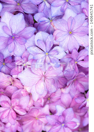 Pale purple hydrangea flowers 140645741