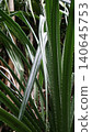 Aerial roots of the Pandanus tree, which grows wild on Ishigaki Island 140645753