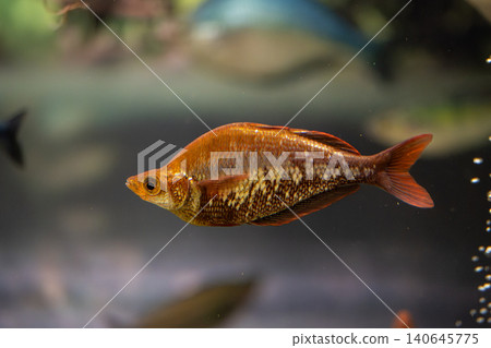 A combscale rainbowfish with vibrant colors and beautiful scales - photographed at Kawasui Aquarium. 140645775