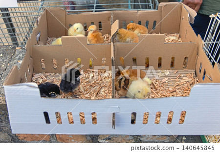 Transport Crate Baby Chicks Transport Crate Baby Chicks 140645845