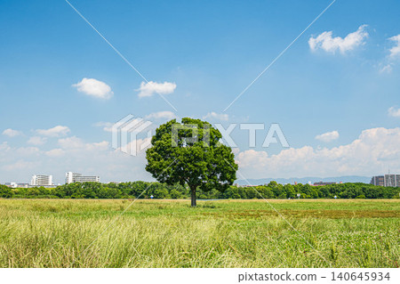 大阪市大石橋地區淀川公園 大阪市大石橋地區淀川公園 140645934