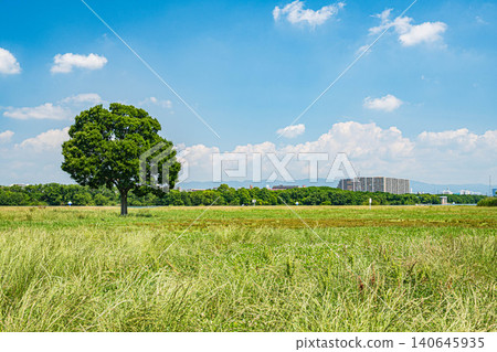 大阪市大石橋地區淀川公園 大阪市大石橋地區淀川公園 140645935