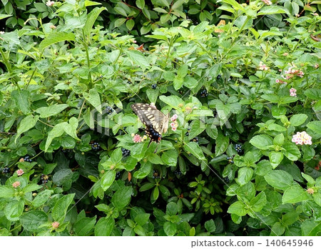 Namiagheha和Lantana Namiagheha和Lantana 140645946