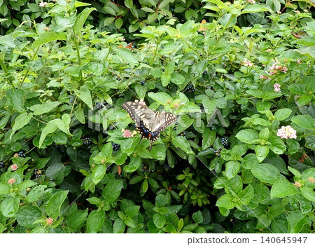 Namiagheha and Lantana Namiagheha and Lantana 140645947