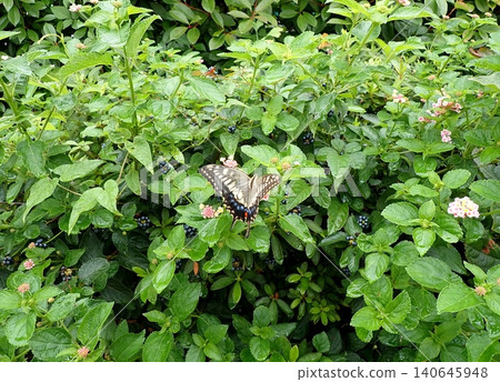 Namiagheha和Lantana 140645948