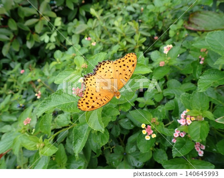 A male Common Leopard butterfly and a lantana flower. A male Common Leopard butterfly and a lantana flower. 140645993