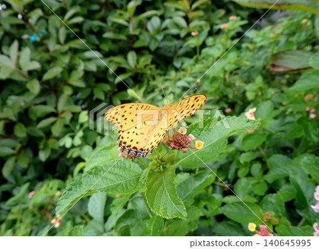 A male Common Leopard butterfly and a lantana flower. A male Common Leopard butterfly and a lantana flower. 140645995