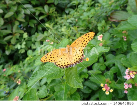 A male Common Leopard butterfly and a lantana flower. A male Common Leopard butterfly and a lantana flower. 140645996