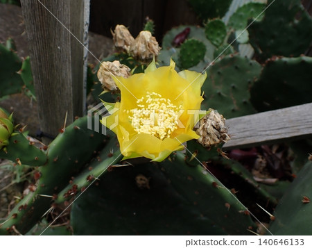 Yellow prickly pear flower Yellow prickly pear flower 140646133