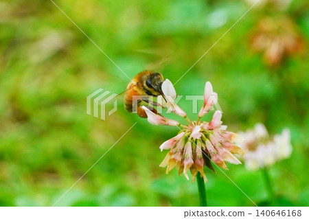 A bee A bee 140646168