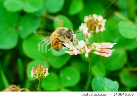 一隻蜜蜂 一隻蜜蜂 140646169