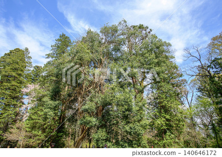 Blue sky and the sacred grove of Isasumi Shrine: giant white oak, wisteria, and cypress trees. Blue sky and the sacred grove of Isasumi Shrine: giant white oak, wisteria, and cypress trees. 140646172