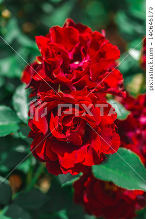 A vibrant and beautiful deep red rose A vibrant and beautiful deep red rose 140646179
